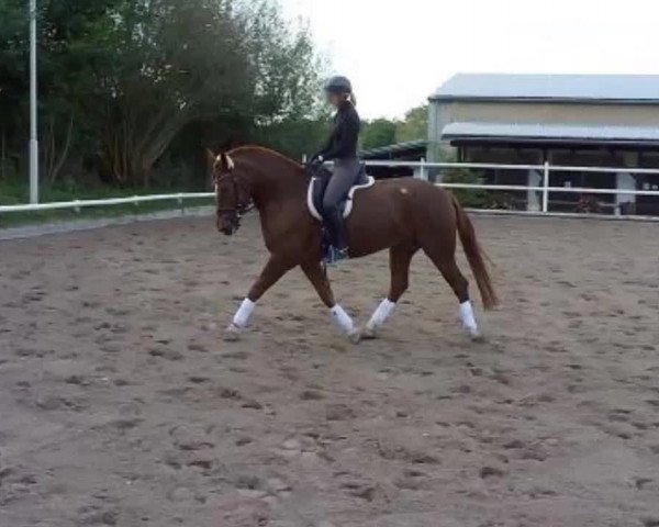 Video of Huky