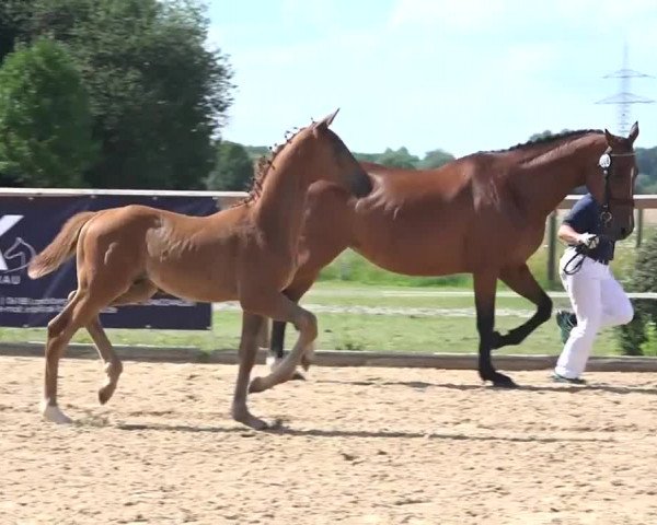 Video of Sato