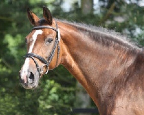 broodmare Wystin (Westphalian, 1995, from Weinberg)