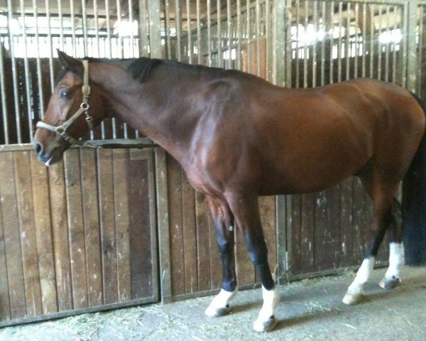 dressage horse Benno Berghammer (Westphalian, 2002, from Baldini II)