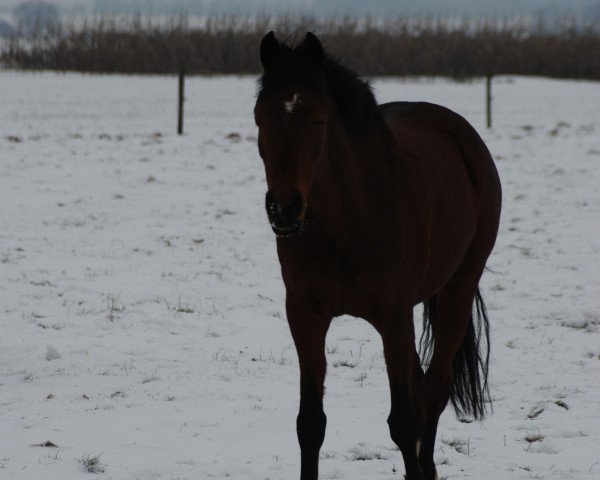 broodmare Donna (German Riding Pony, 1999, from FS Don't Worry)