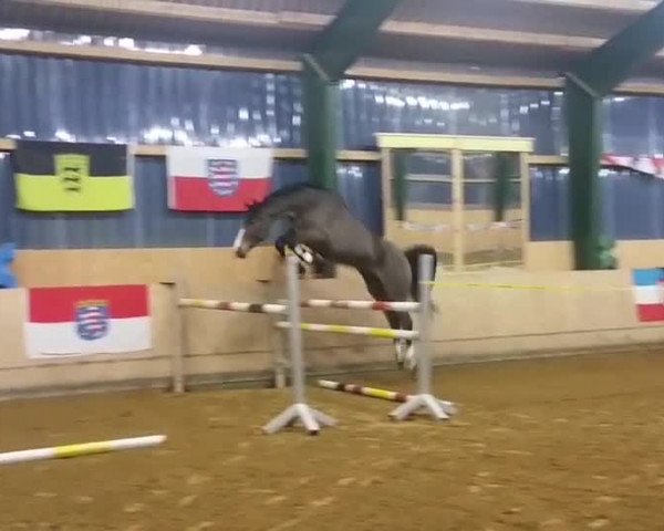 Video of Carlson vom Dach 9