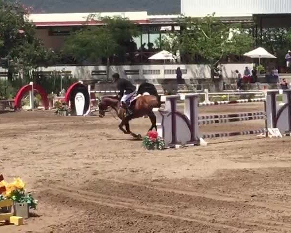 Video of Davinci