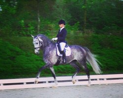 dressage horse Deichfürst 2 (Holsteiner, 2008, from Carpaccio)