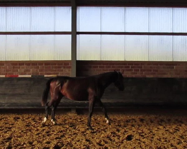 Video of Despino Db