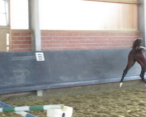 Video of Despino Db