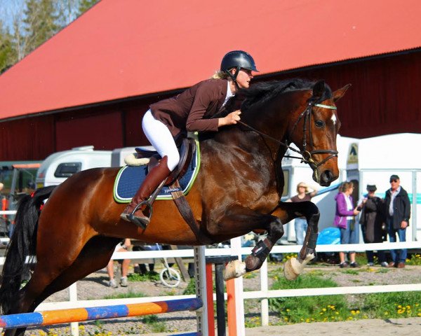 horse Chicolina (Hanoverian, 2006, from Chico's Boy)