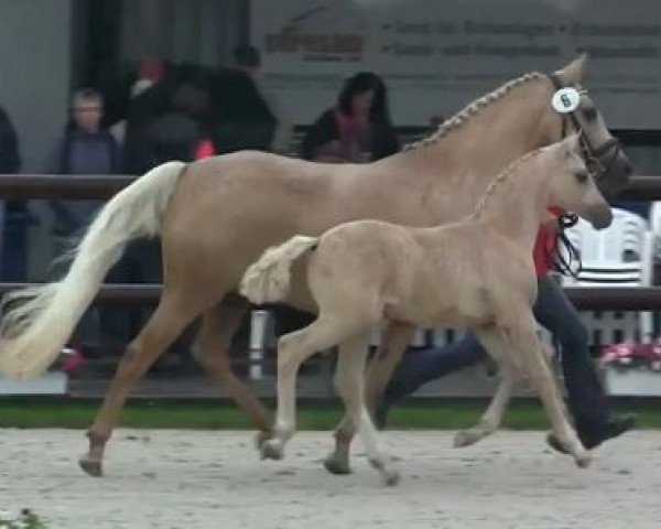 Dressurpferd Di Santo (Deutsches Reitpony, 2014, von FS Don't Worry)