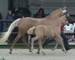 dressage horse Di Santo (German Riding Pony, 2014, from FS Don't Worry)
