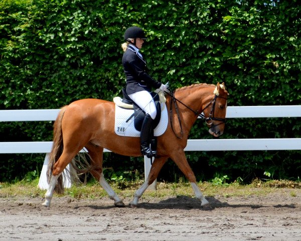 Dressurpferd Gandalf 91 (Deutsches Reitpony, 2005, von Granat)