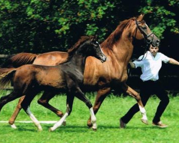 Dressurpferd Sir Hockey (Trakehner, 2013, von Hockey 41) Dressurpferd Sir Hockey (Trakehner, 2013, von Hockey 41)