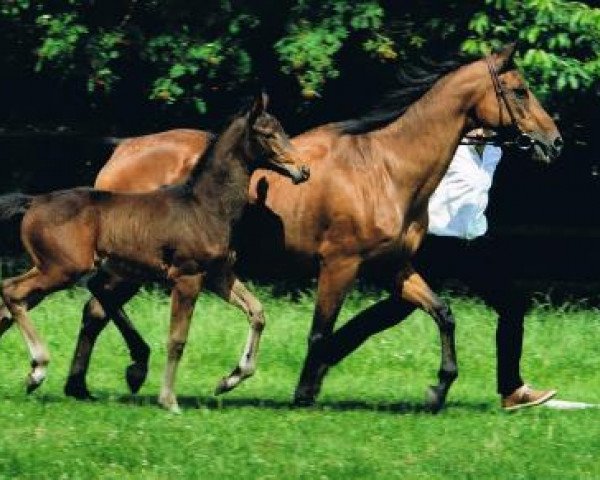 broodmare Schlodien II (Trakehner, 1991, from Königspark xx)