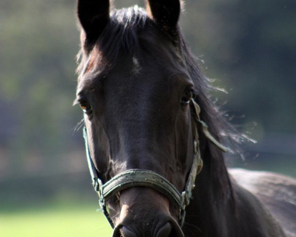 Zuchtstute Curly Sue 97 (Westfale, 2002, von Helenenhof's Carabas)