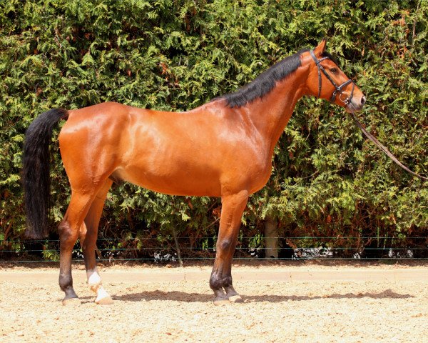 Pferd Captain (Oldenburger, 2008, von Ciacomo)