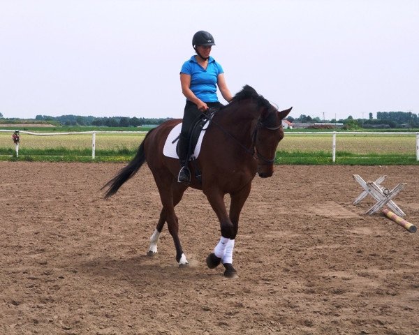 dressage horse Jack (Rhinelander, 2010, from Captain Fire)