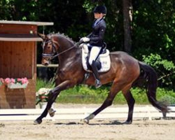 Dressurpferd Donna Regina 4 (Hannoveraner, 2009, von Birkhofs Denario)