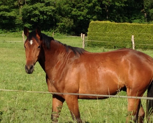 Springpferd Maizauber (Westfale, 2011, von Münchhausen)