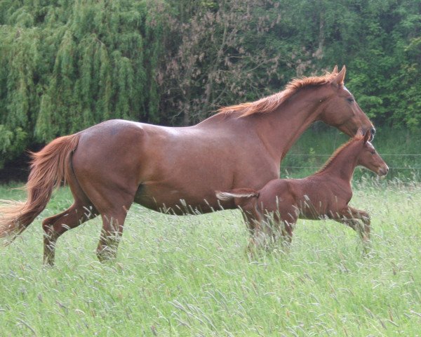 broodmare Ultana (Westphalian, 1994, from Upan la Jarthe AA)
