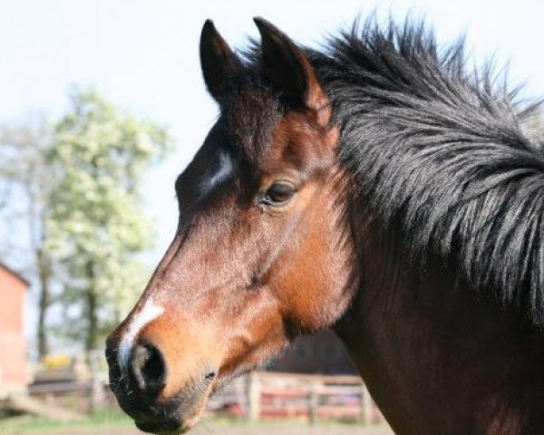 Dressurpferd Maybe (Deutsches Reitpony, 2000, von Anno Domini)