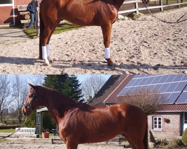 Pferd Bravissimo 6 (Hannoveraner, 2005, von Belissimo NRW)
