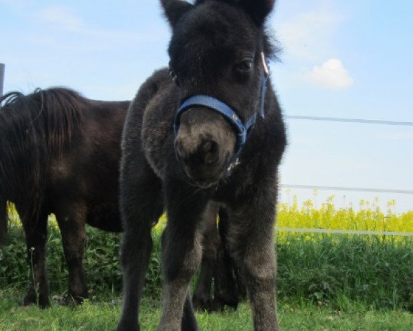 broodmare Zappenduster Nelly (Shetland Pony, 2014, from Zorro van het Kruuthuus)