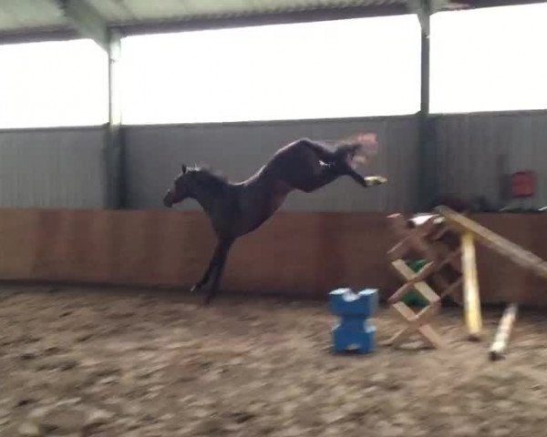 Video of Escador