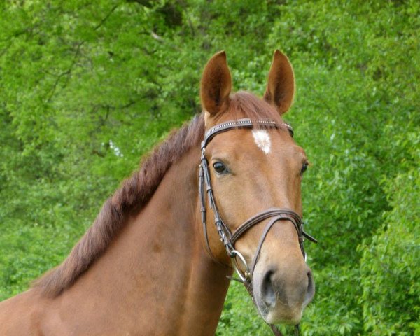 horse Licinius (Westphalian,  , from Love Me)