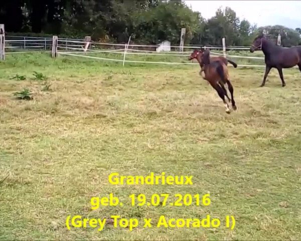 Video of Graziano Grey