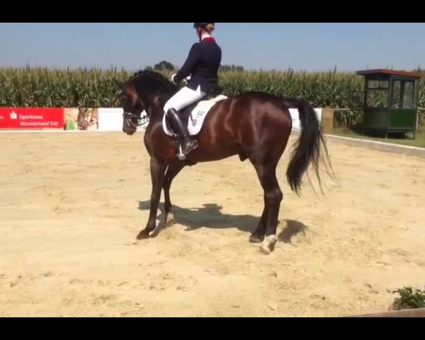 Video of Ehrenstolz