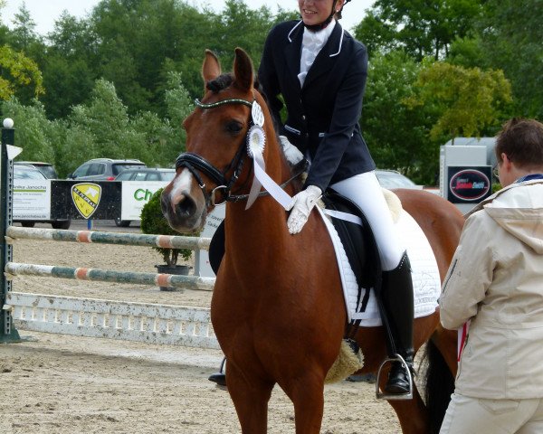 dressage horse Jally Jumper (German Riding Pony, 1999)