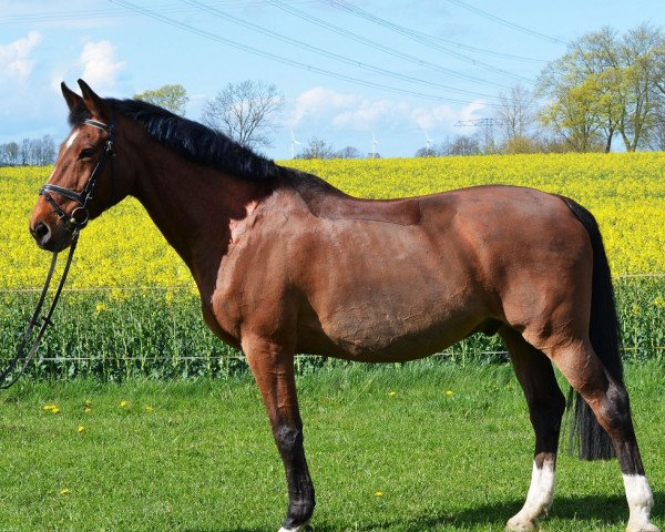 jumper Conway B (Holsteiner, 1991, from Calvadur)
