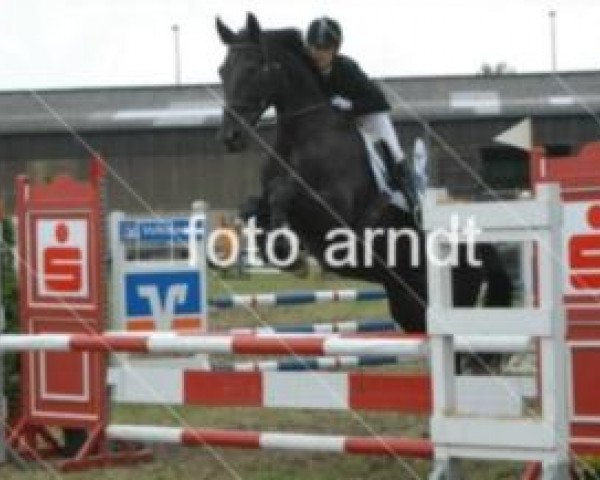 jumper Rocco 242 (Westphalian, 1994, from Rimini)