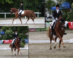 dressage horse Fürst-Piccolos Junior (Westphalian, 2006, from Fürst Piccolo)