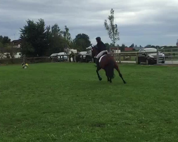 Video von Ovvio del Terriccio