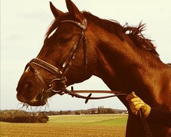 dressage horse Fallersleben (Westphalian, 2003, from Fürst Heinrich)