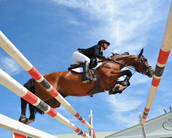 stallion Victorio 5 (Hanoverian, 2006, from Uccello)