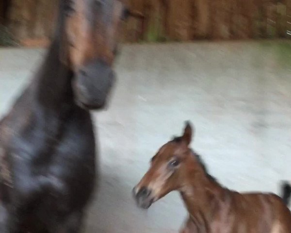 Video of Kannut 2