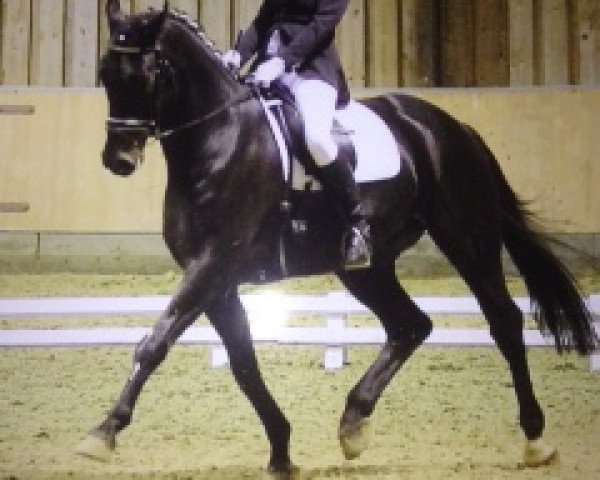 dressage horse Curteur (Hanoverian, 2003, from Conteur)