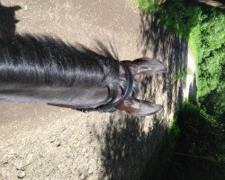 broodmare Barbara 25 (Hanoverian, 2006, from Balou du Rouet)