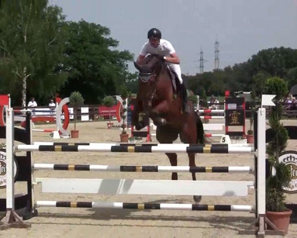 jumper Vritz 2 (Hanoverian, 2009, from Valentino)