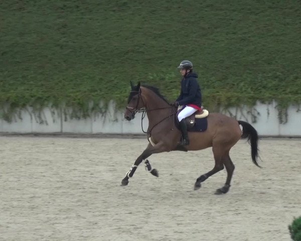 Unknown horse that someone else placed on Lionells data.
lionell was retired from riding in 2011 and had until then in his late years only been compeeding dressage.