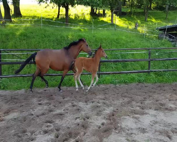 Video of Inessa