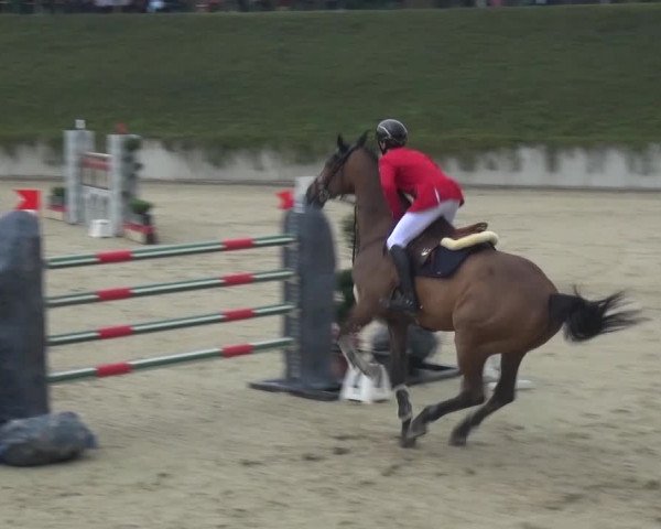 Unknown horse that someone else placed on Lionells data.
lionell was retired from riding in 2011 and had until then in his late years only been compeeding dressage.