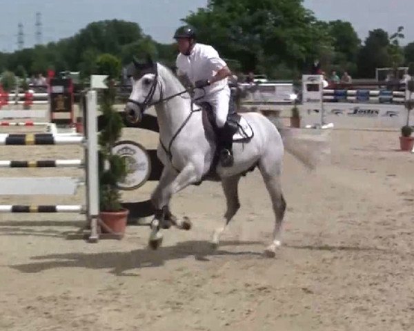 jumper Celinos (Oldenburg show jumper, 2009, from Cellestial)