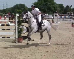 jumper Celinos (Oldenburg show jumper, 2009, from Cellestial)
