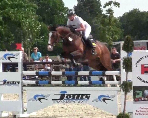stallion Cavallos (Westphalian, 2009, from Coronas 2)
