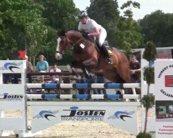stallion Cavallos (Westphalian, 2009, from Coronas 2)
