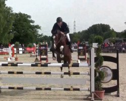 stallion Cascarillo (Holsteiner, 2009, from Casall Ask)