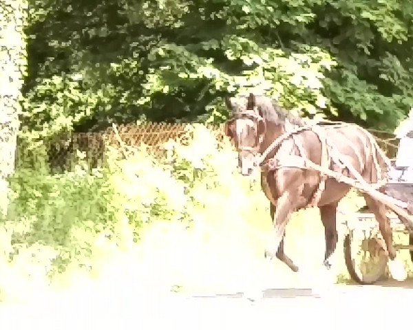 Video von Tequila