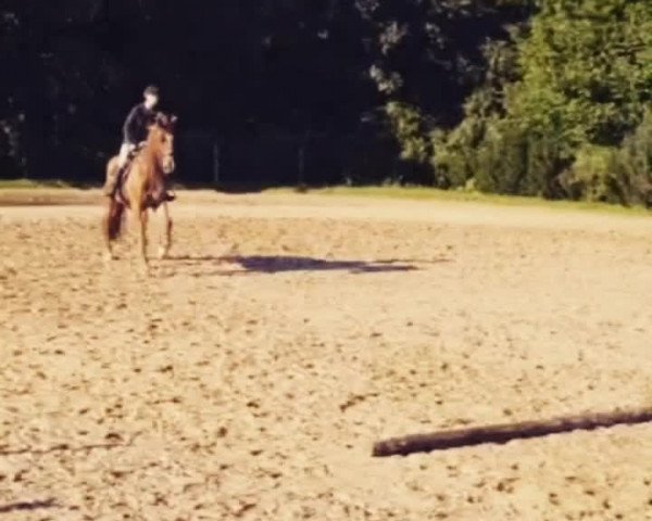 Video von Rynkeby's Krugerrand
